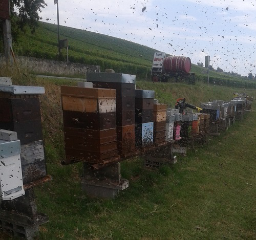 Vignoble vaudois ruches et abeilles en plein vol